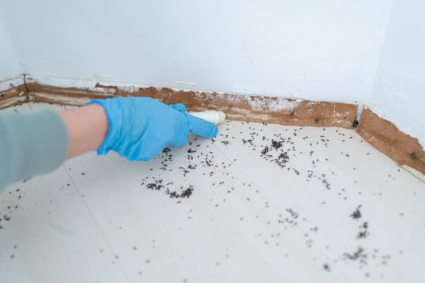 Best Flea Control Services  in Arbuckle, CA